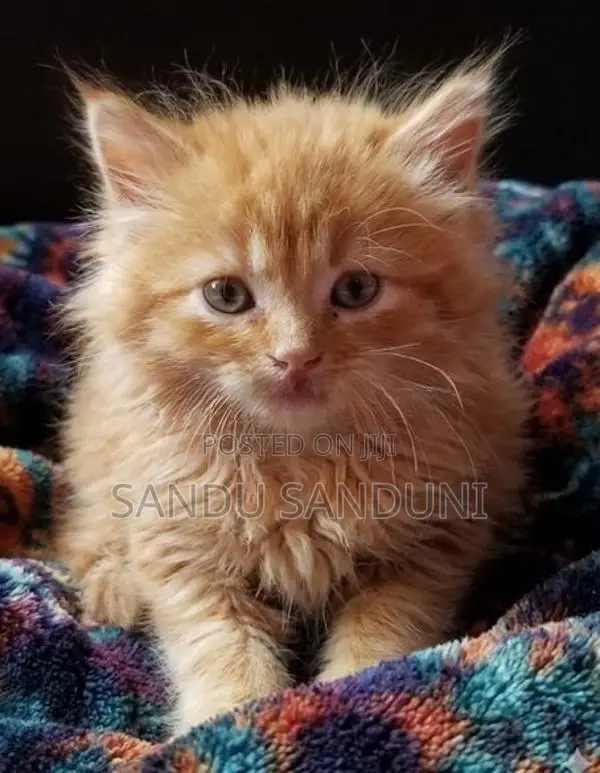 Persian cat