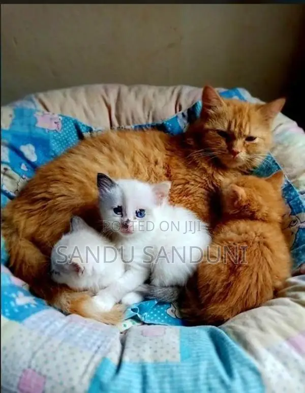 Persian cat