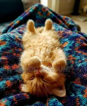 Persian cat