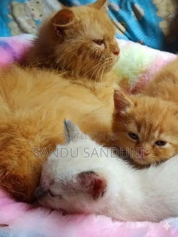 Persian cat