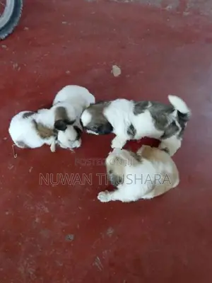 Shih Tzu Puppies