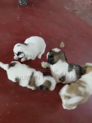 Shih Tzu Puppies
