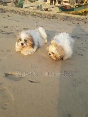Shih Tzu Puppies