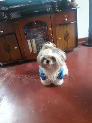 Shih Tzu Puppies