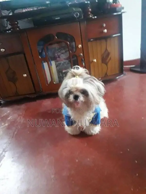 Shih Tzu Puppies