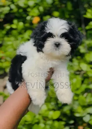 Shih-Tzu Puppies