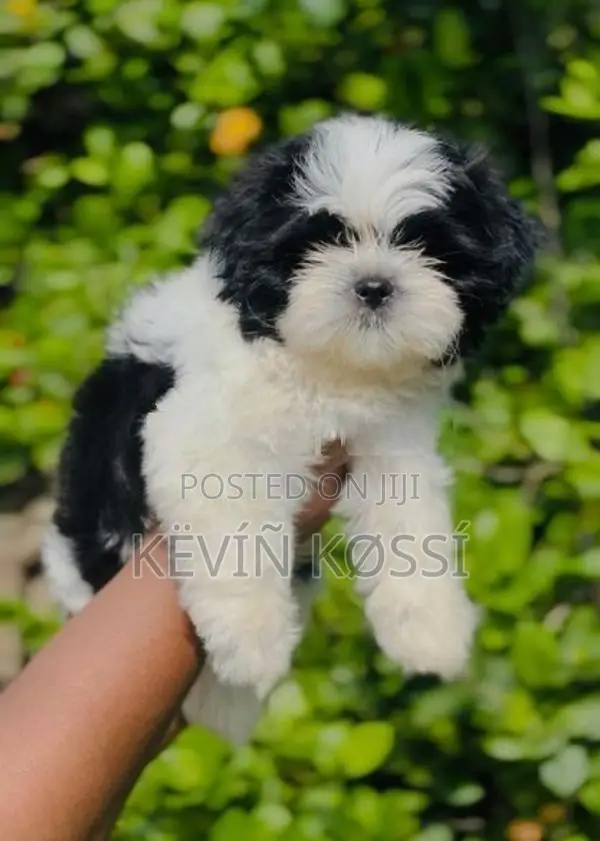 Shih-Tzu Puppies