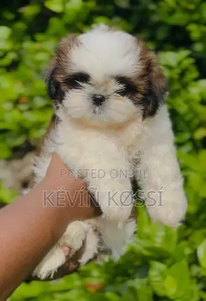 Shih-Tzu Puppies