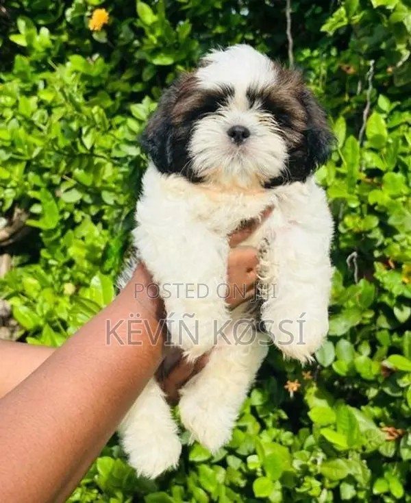 Shih-Tzu Puppies