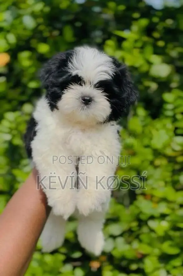 Shih-Tzu Puppies