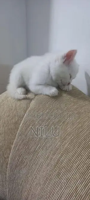 Persian Cats