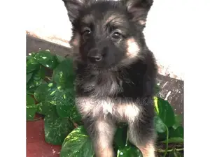 lion German shepherd Male puppies