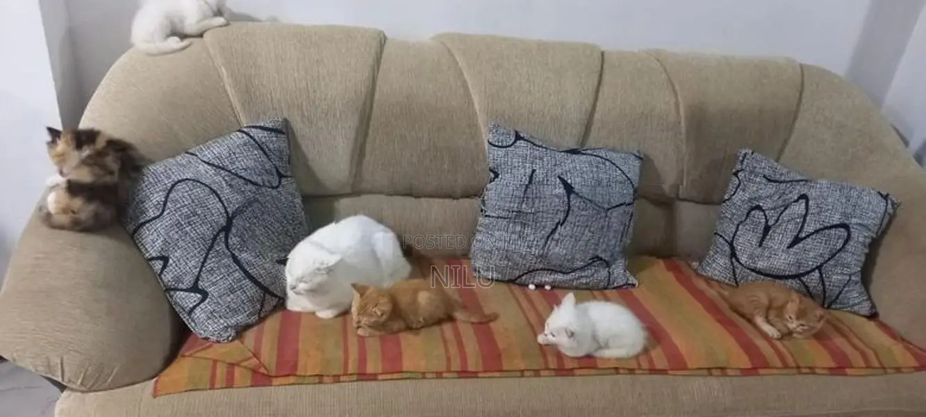 Persian Cats