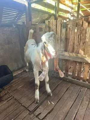 jamina pari
