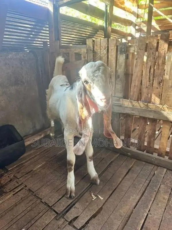 jamina pari