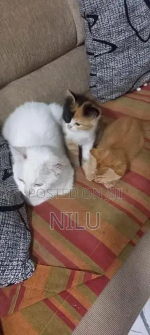 Persian Cats