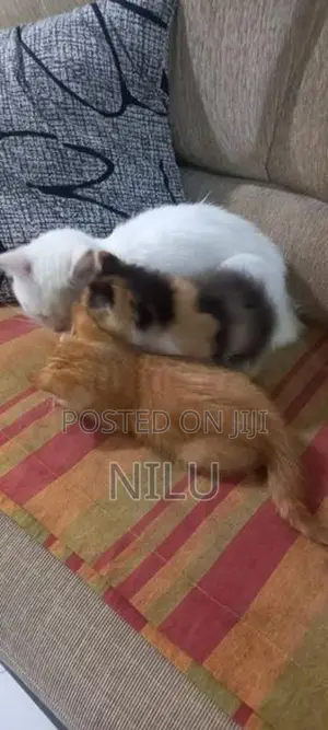 Persian Cats