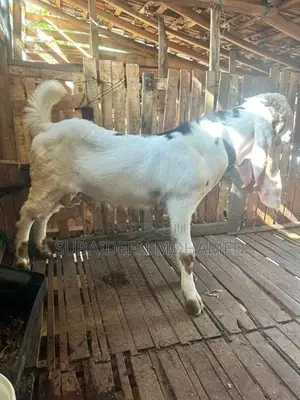jamina pari
