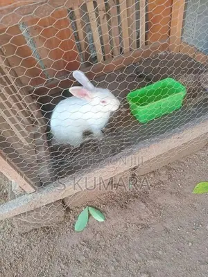 Rabbit