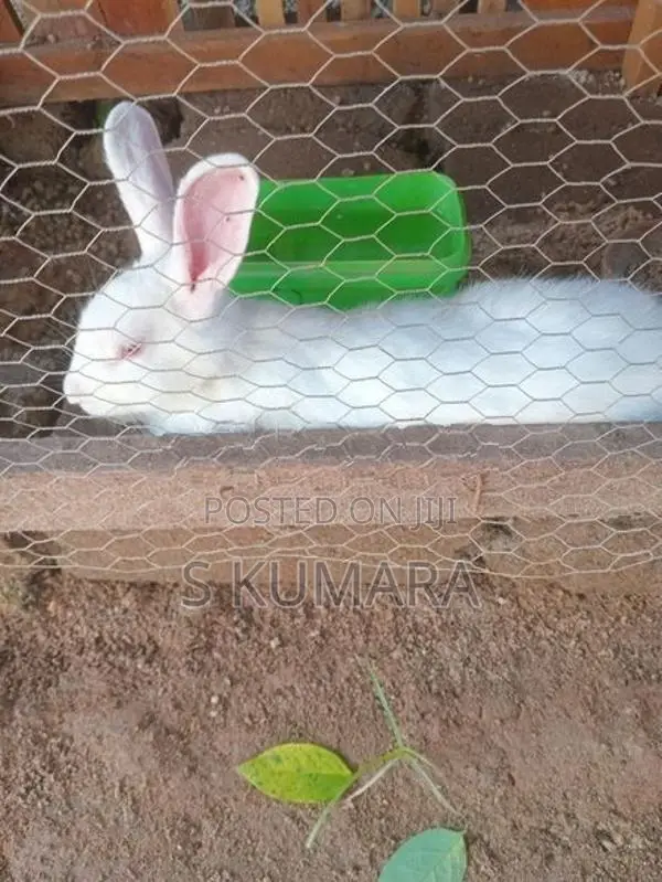 Rabbit