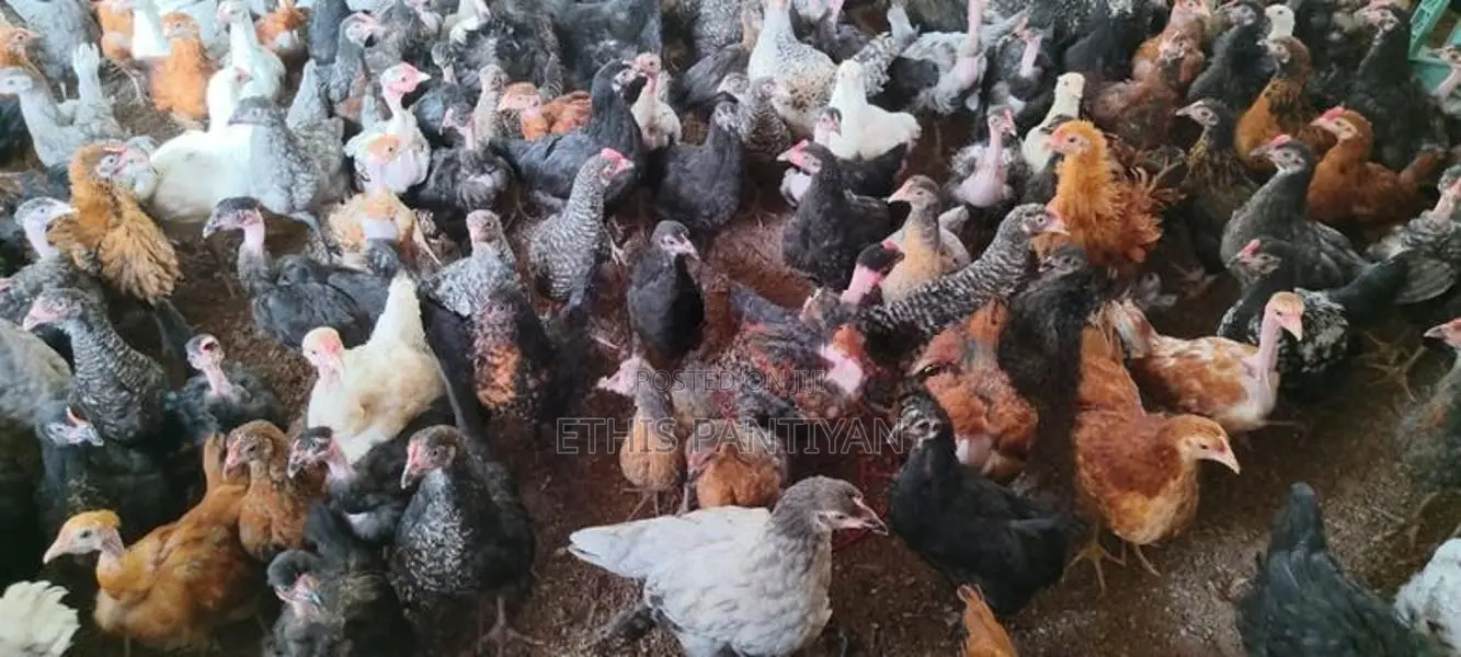 நாட்டுக்கோழி குஞ்சுகள்