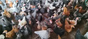 நாட்டுக்கோழி குஞ்சுகள்