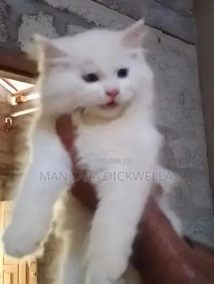 Persian Kitten