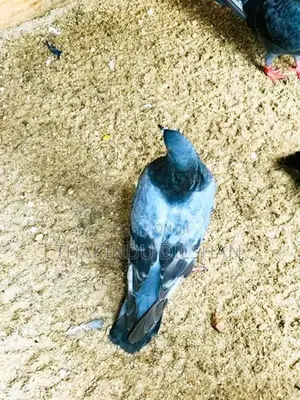 Pigeon