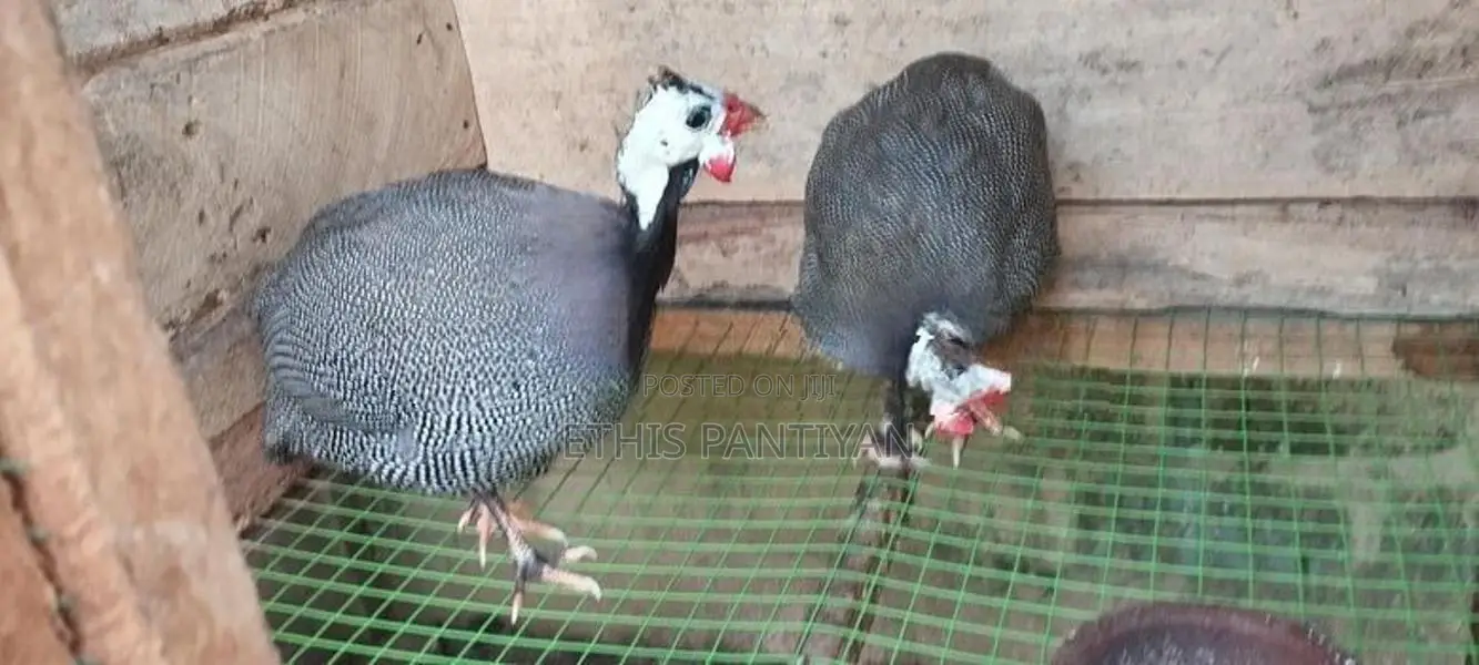 நாட்டுக்கோழி குஞ்சுகள்