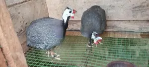 நாட்டுக்கோழி குஞ்சுகள்