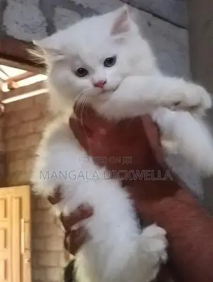Persian Kitten