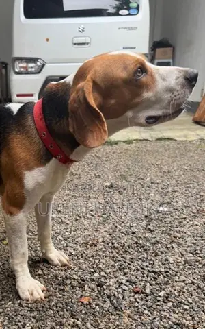 Beagle Male Dog