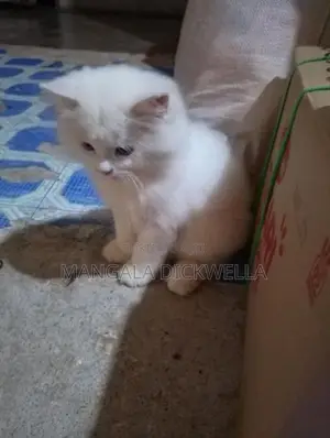 Persian Kitten