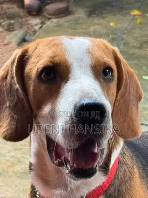 Beagle Male Dog