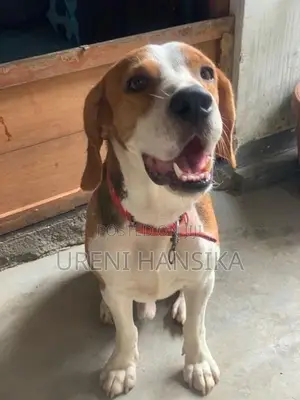 Beagle Male Dog