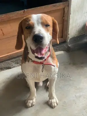 Beagle Male Dog