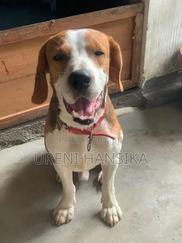 Beagle Male Dog