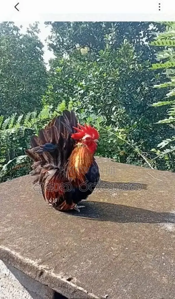 Japanese Bantam