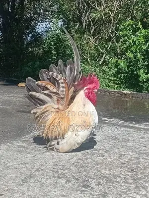 Japanese Bantam