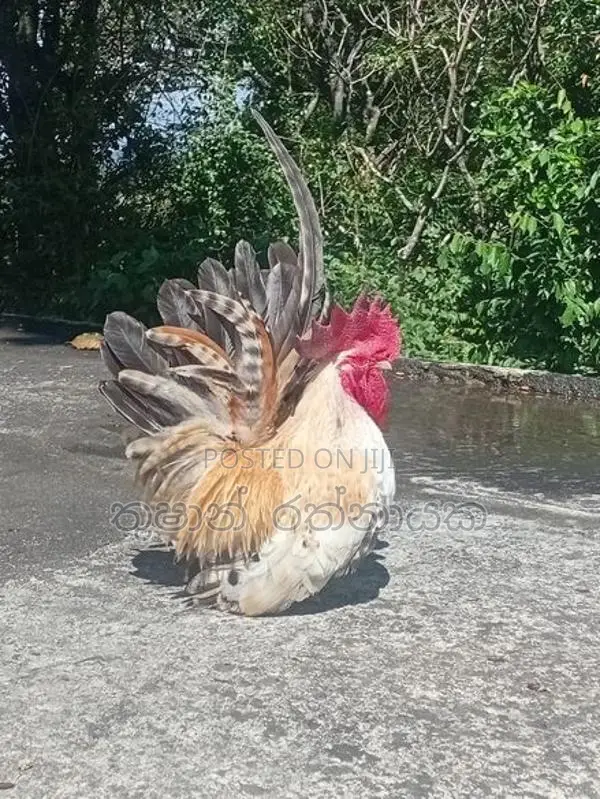 Japanese Bantam