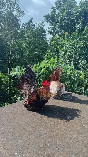 Japanese Bantam