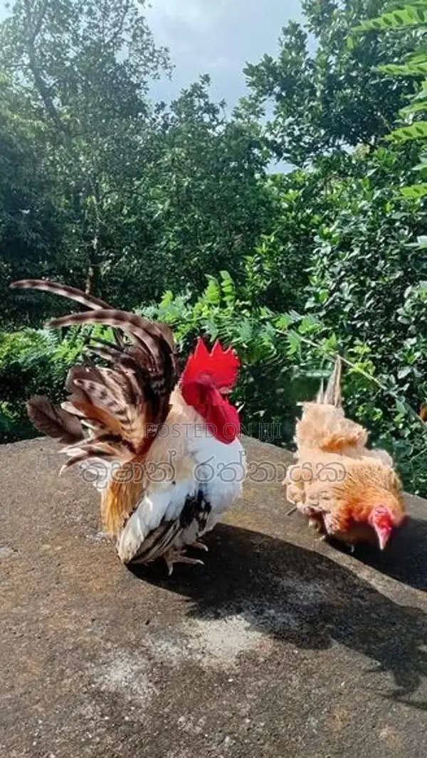 Japanese Bantam