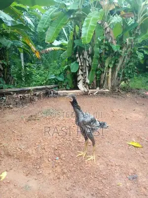 කුකුල් පැටවුන්