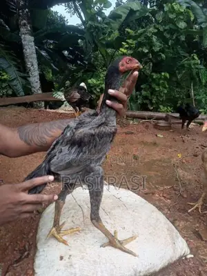 කුකුල් පැටවුන්