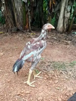 කුකුල් පැටවුන්