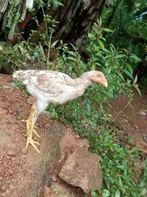කුකුල් පැටවුන්