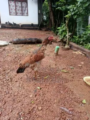 කුකුල් පැටවුන්