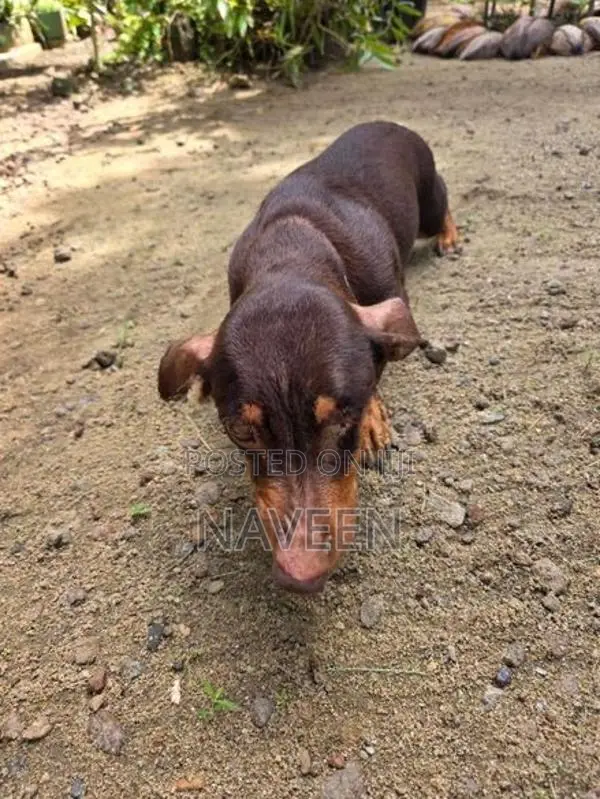 Dachshund Puppies