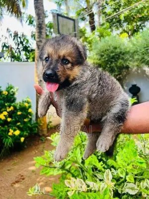 German Shepherd Puppy