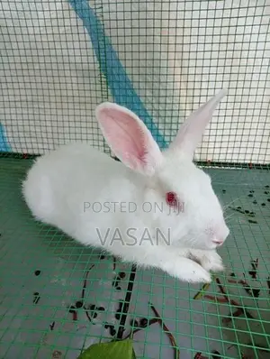 Rabbits with Cage
